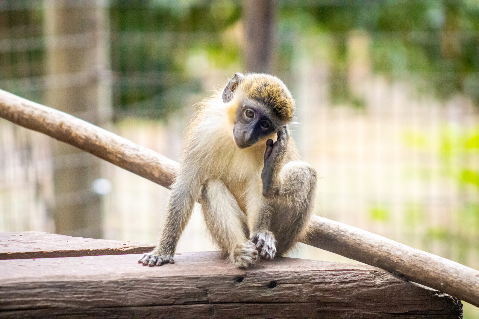 Zoo &amp; Wildlife Photography