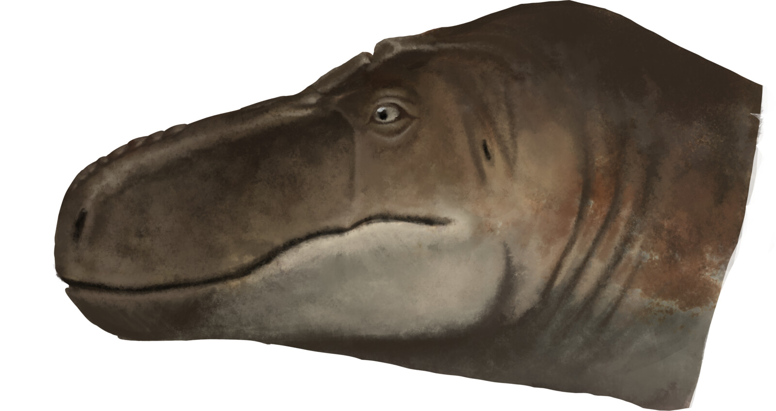 Z. magnus