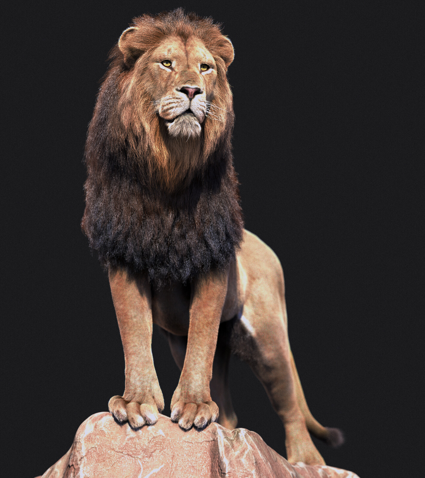 New lion test