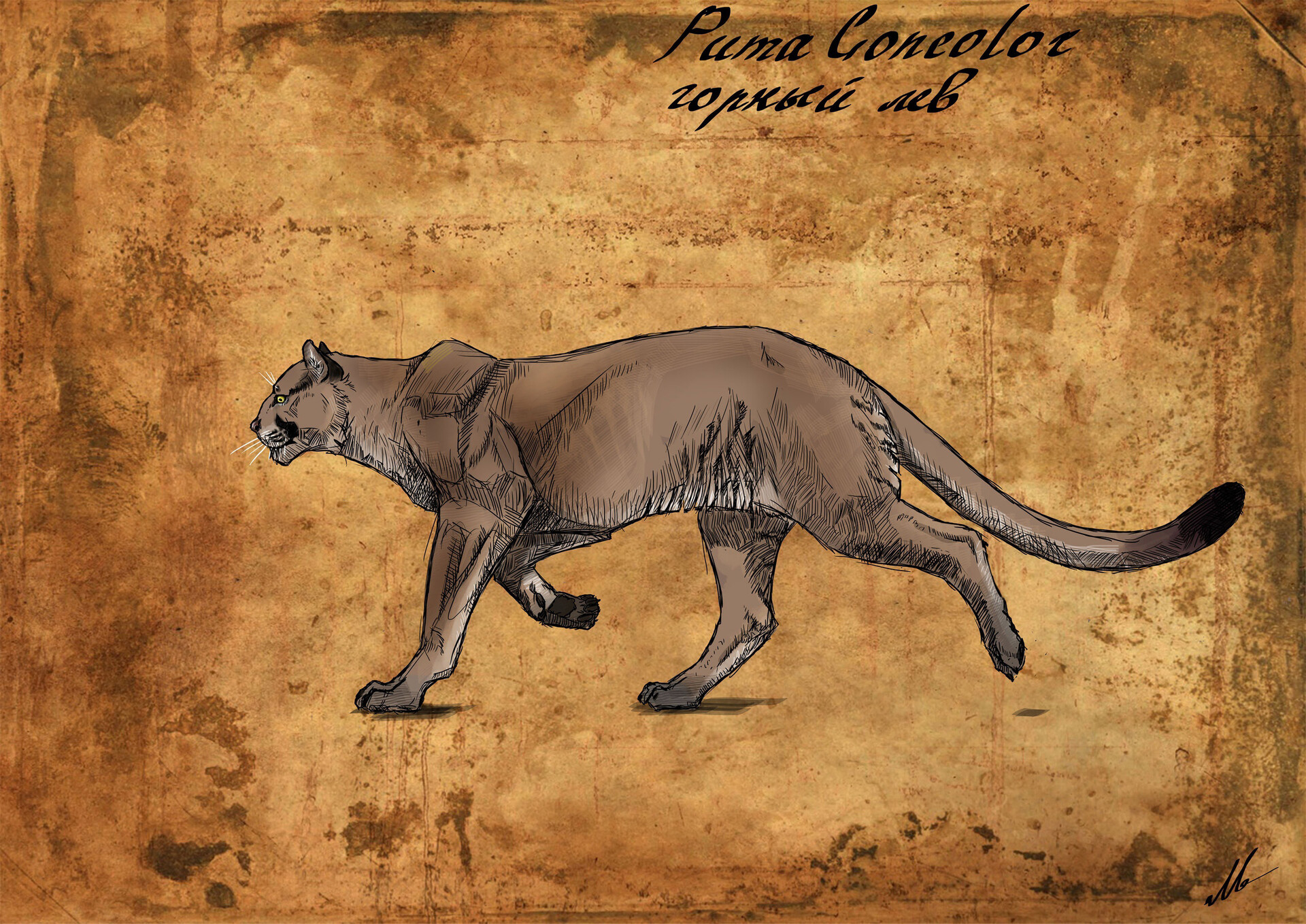 ArtStation the hunter call of the wild Cougar mountain lion puma