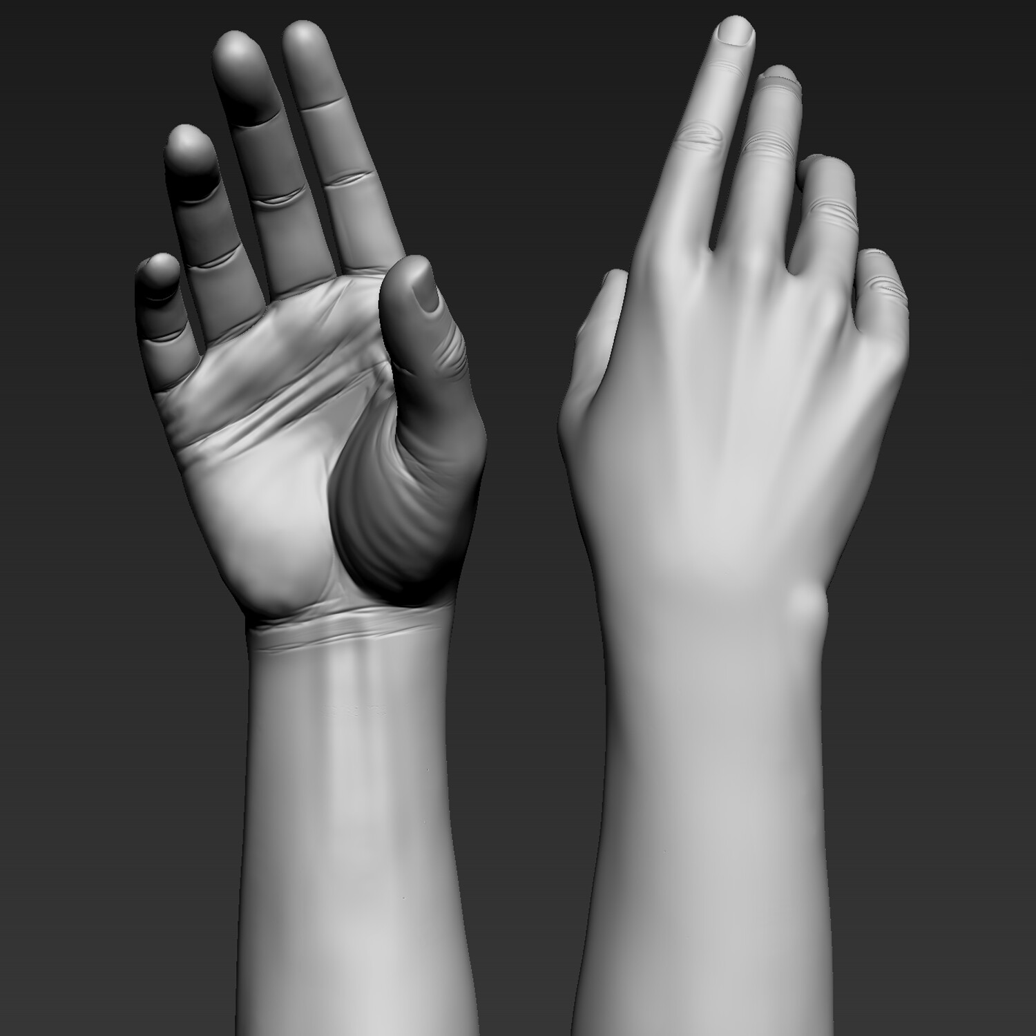 Hand Anatomy Study 3 Biology Diagrams