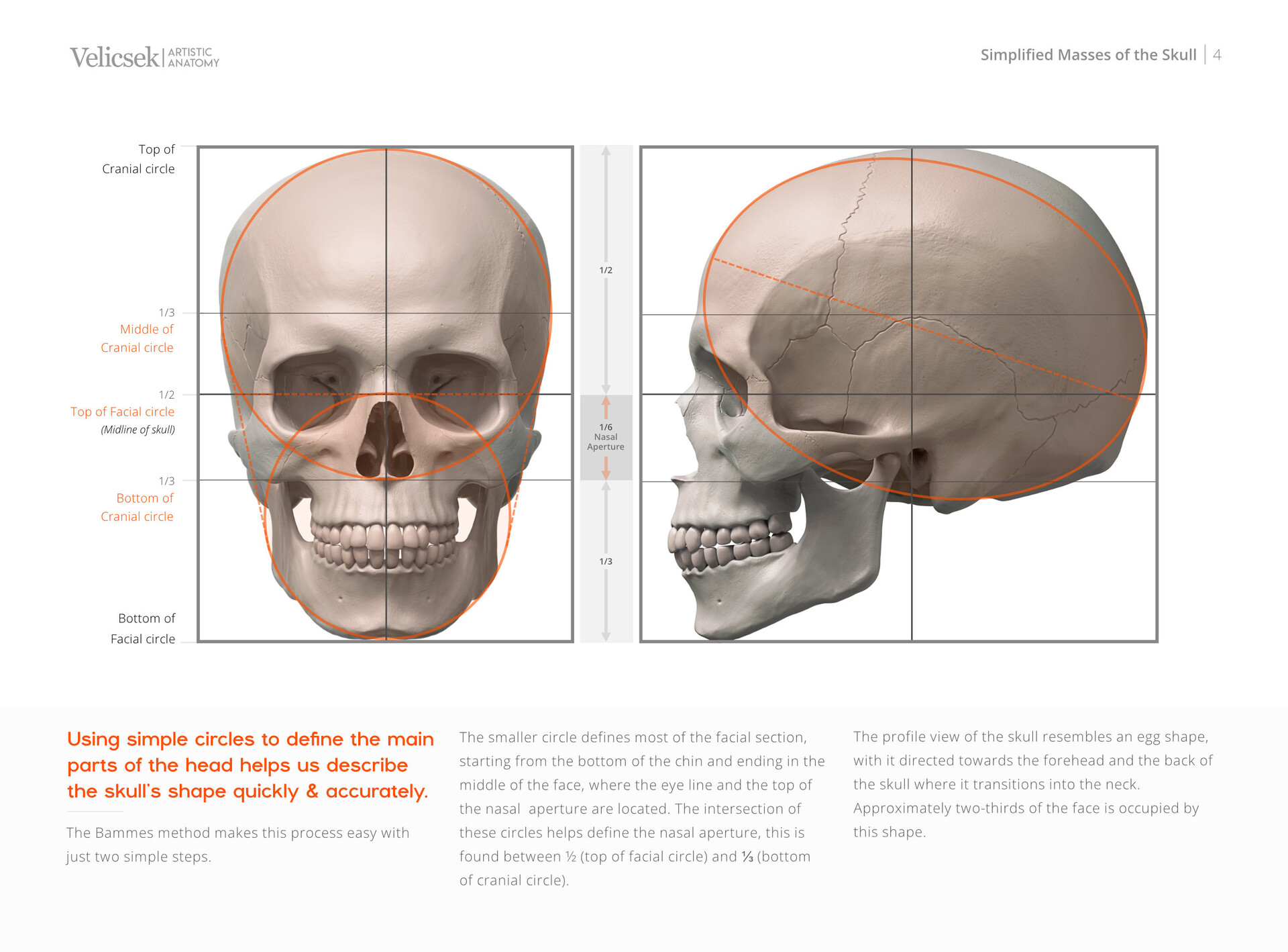 Gusztav Velicsek - Visual Reference of the Human Skull (Free E-book)