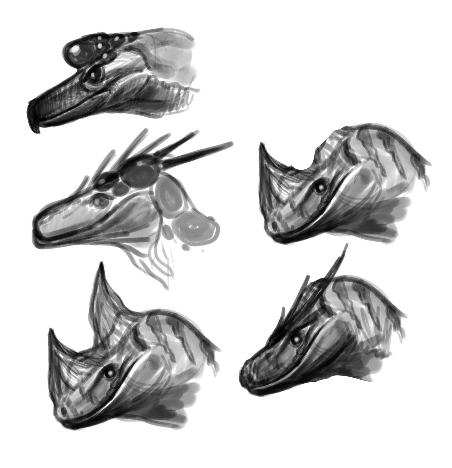 Head shape sketches