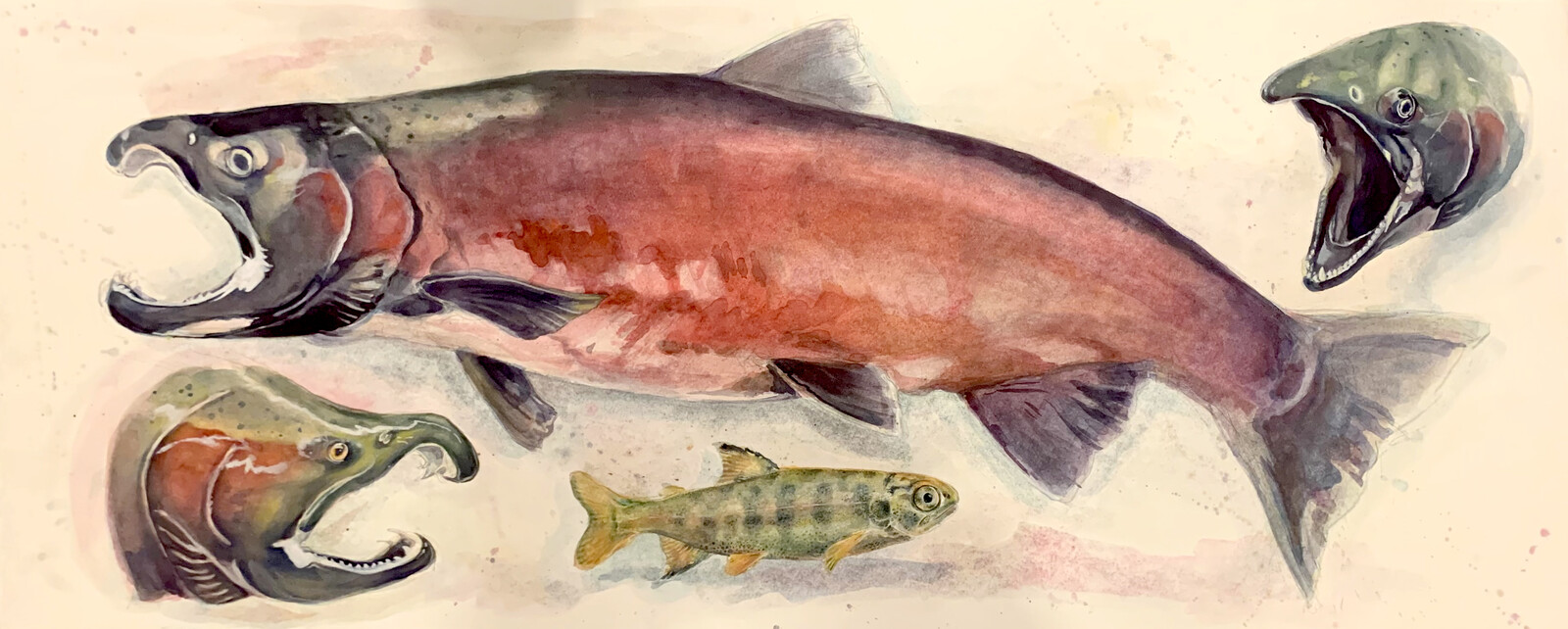 Full view of various Coho Salmon Illustrations