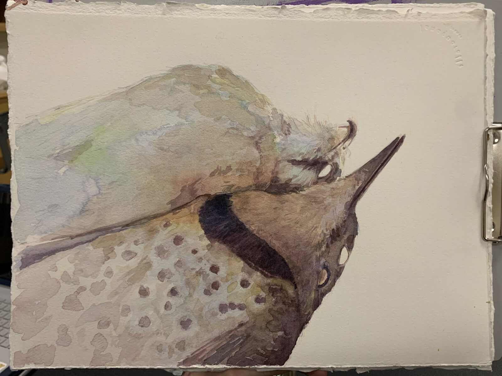 Watercolor practice using two stuffed bird specimen as practice