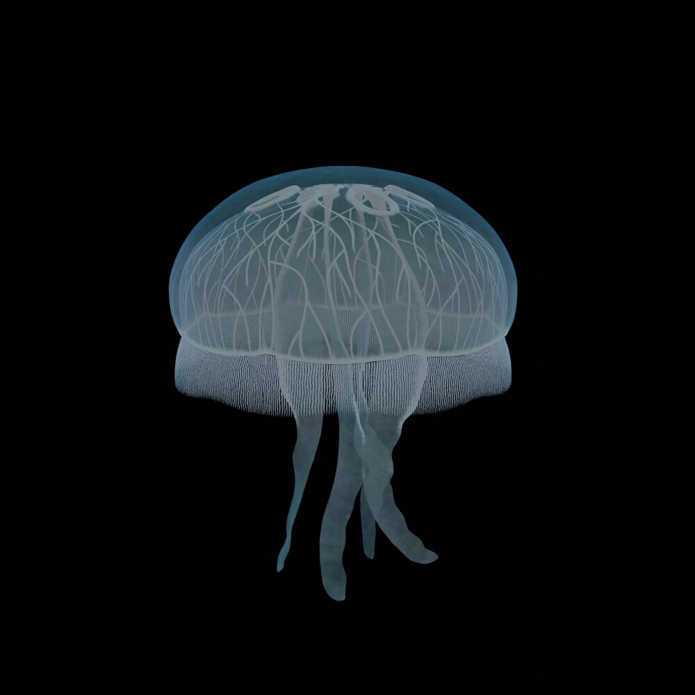 ArtStation - Jellyfish