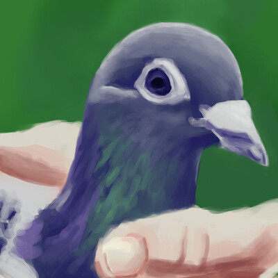 Pigeon Sketch 2