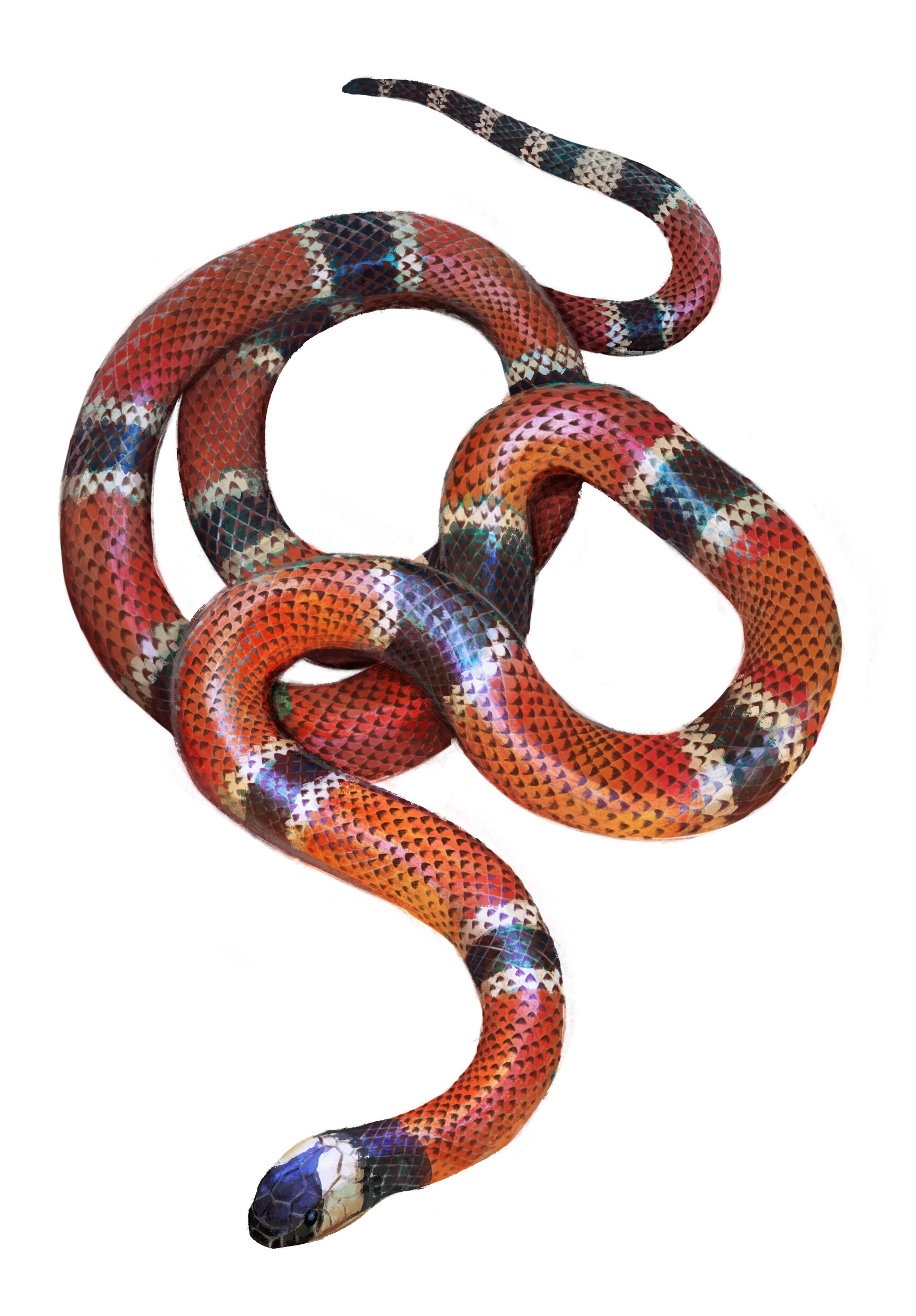 ArtStation Micrurus corallinus