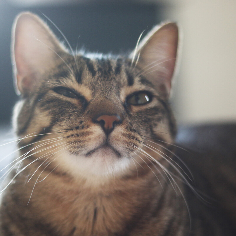 Photography: Cats 2023