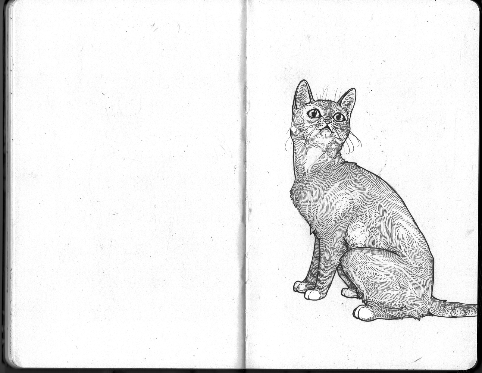 Candace Breakell cat