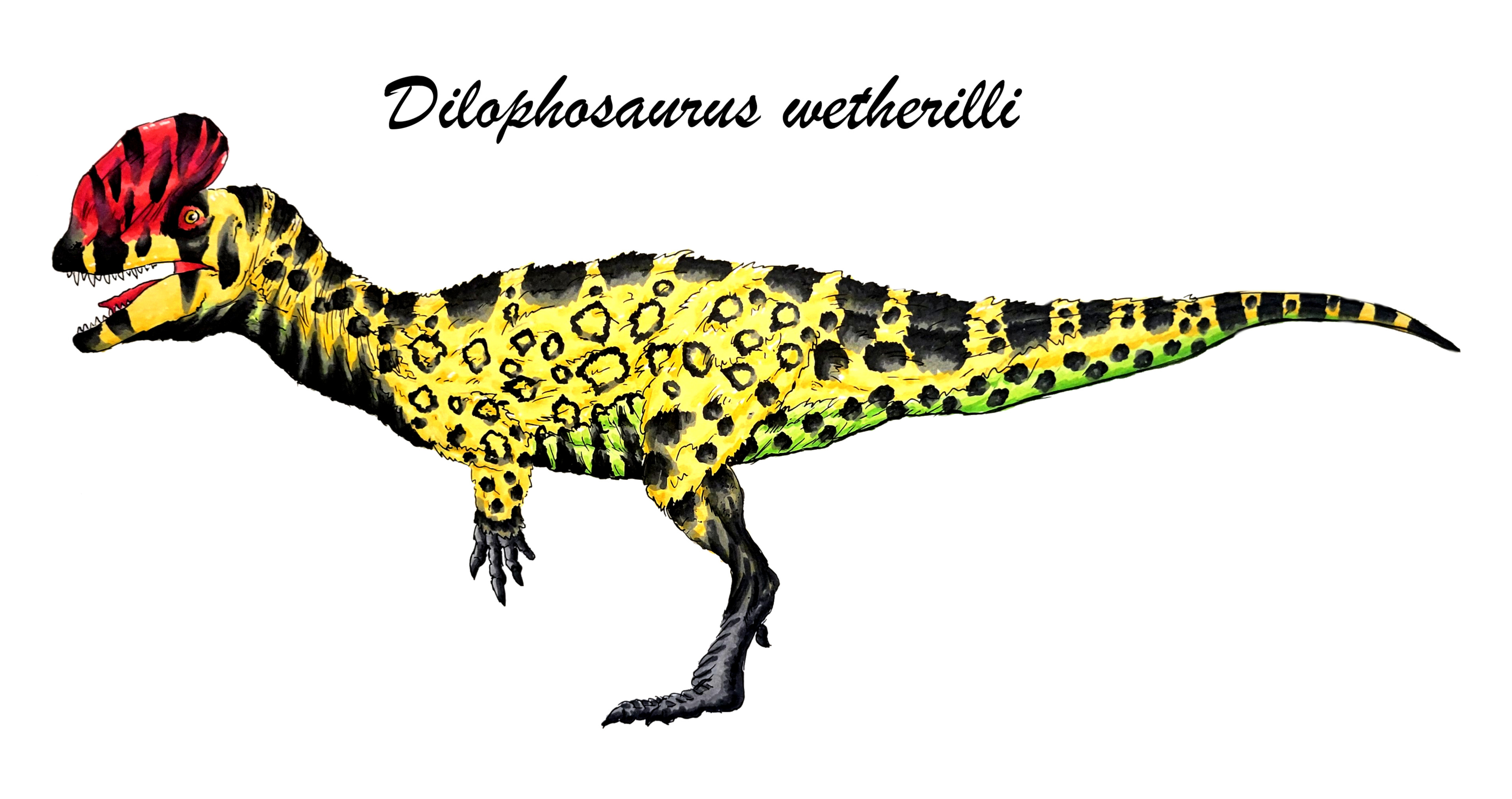 Dilophosaurus wetherilli