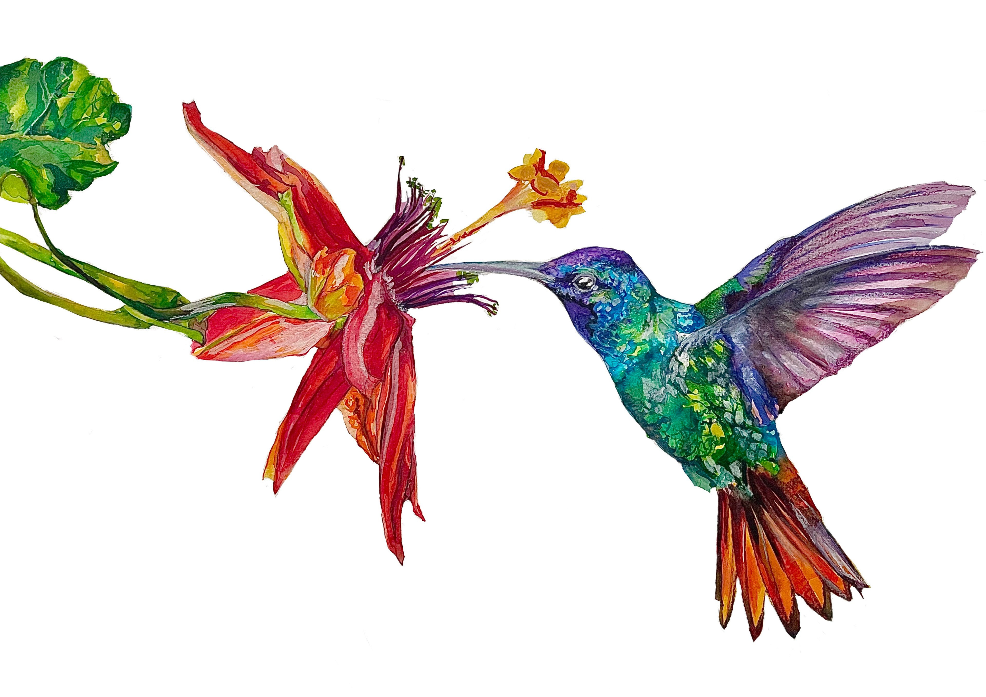 ‘Hummingbird’