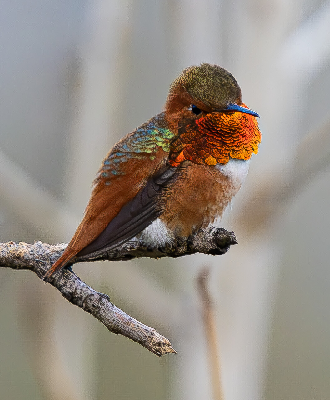 Rufous Humminbird.
