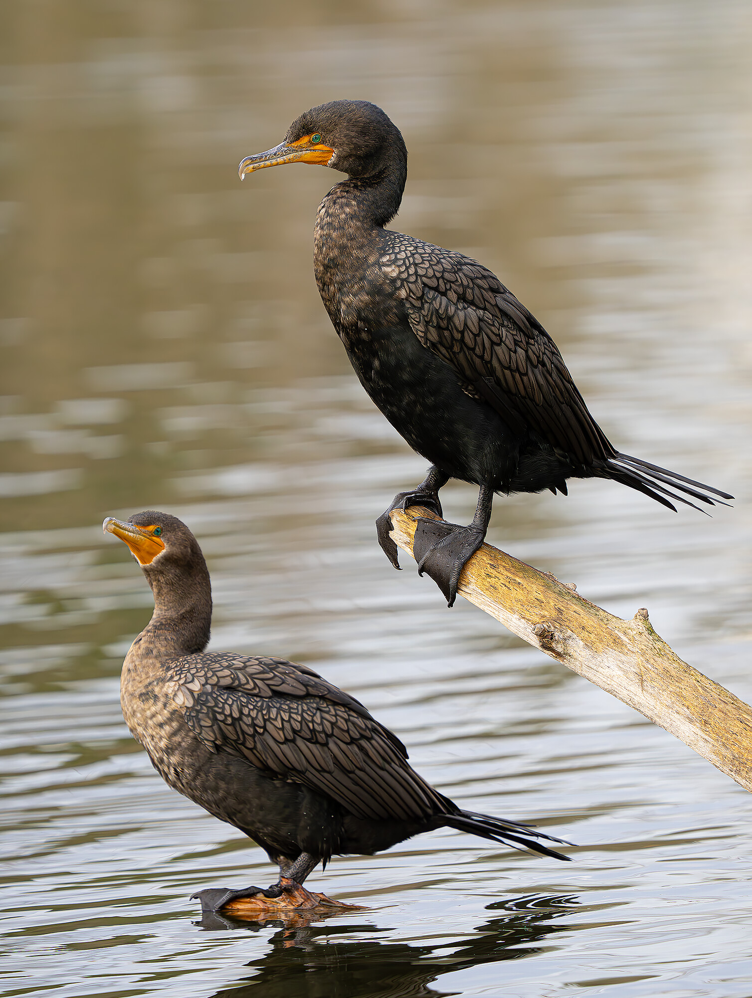 Double-Crested Cormorant Pair