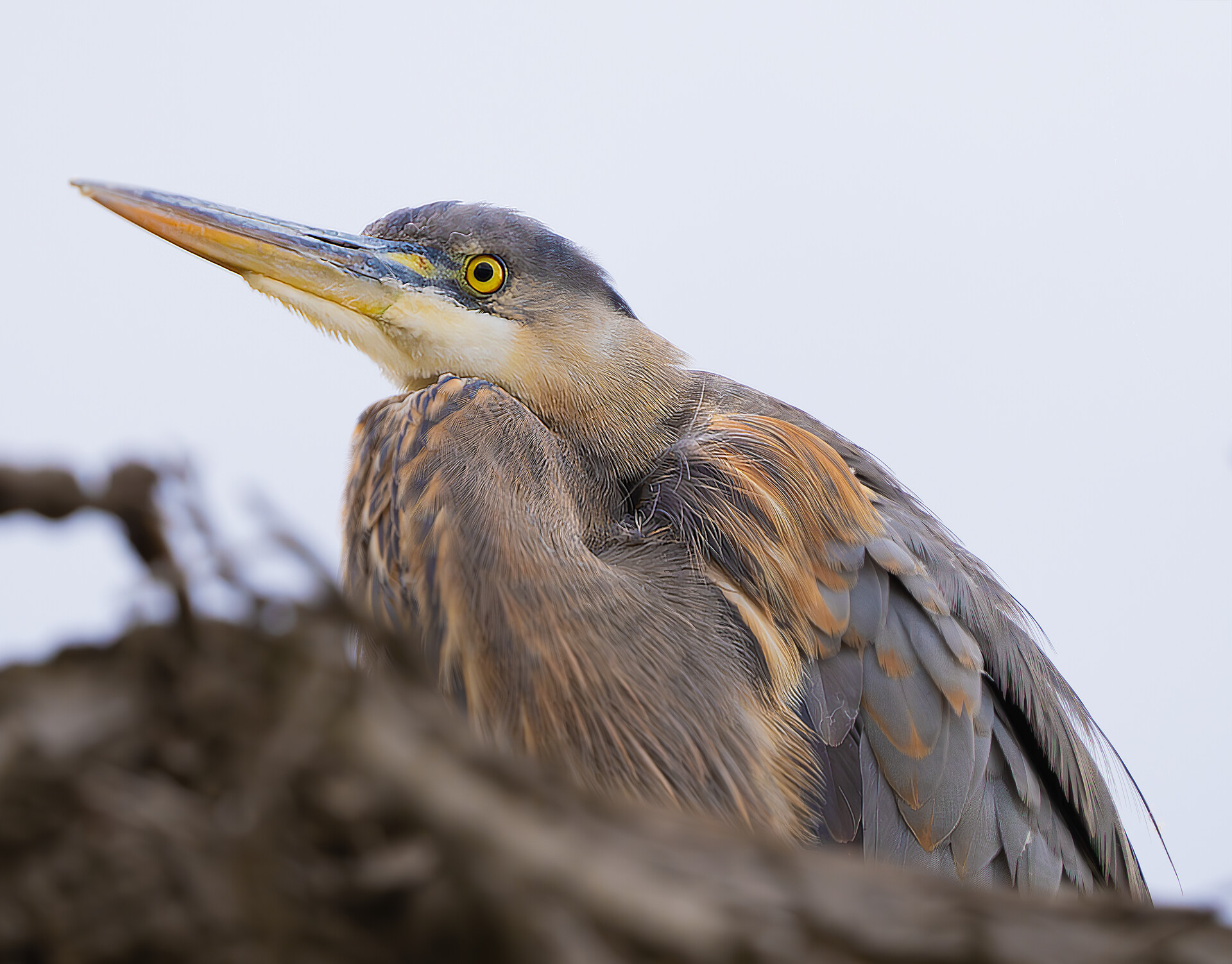 Great Blue Heron