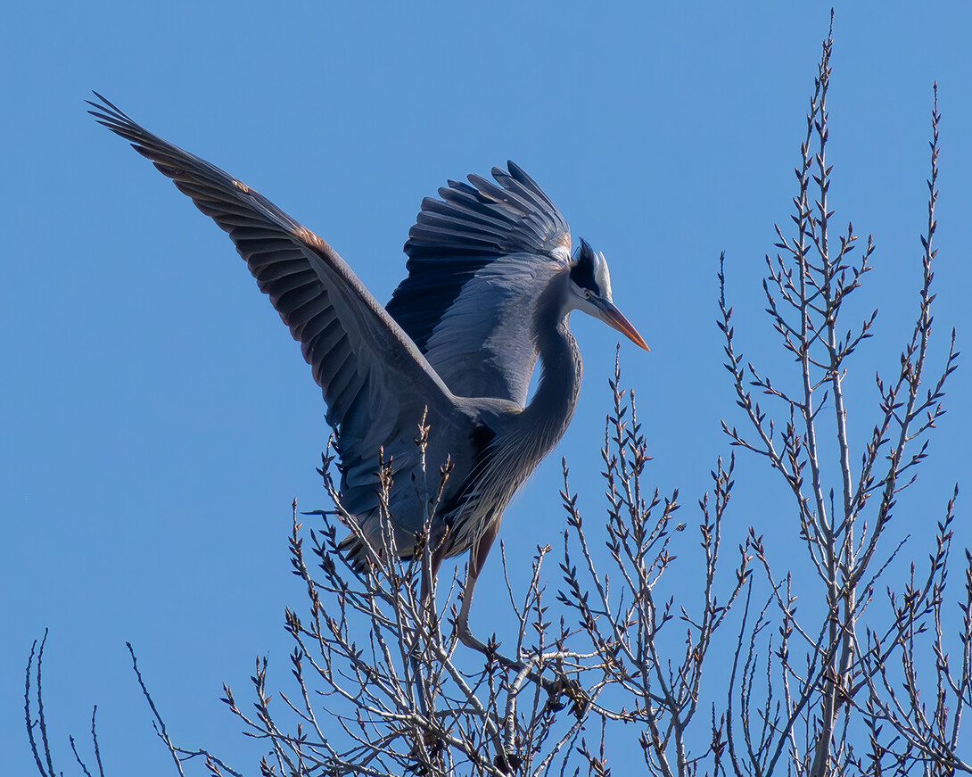 Great Blue Heron