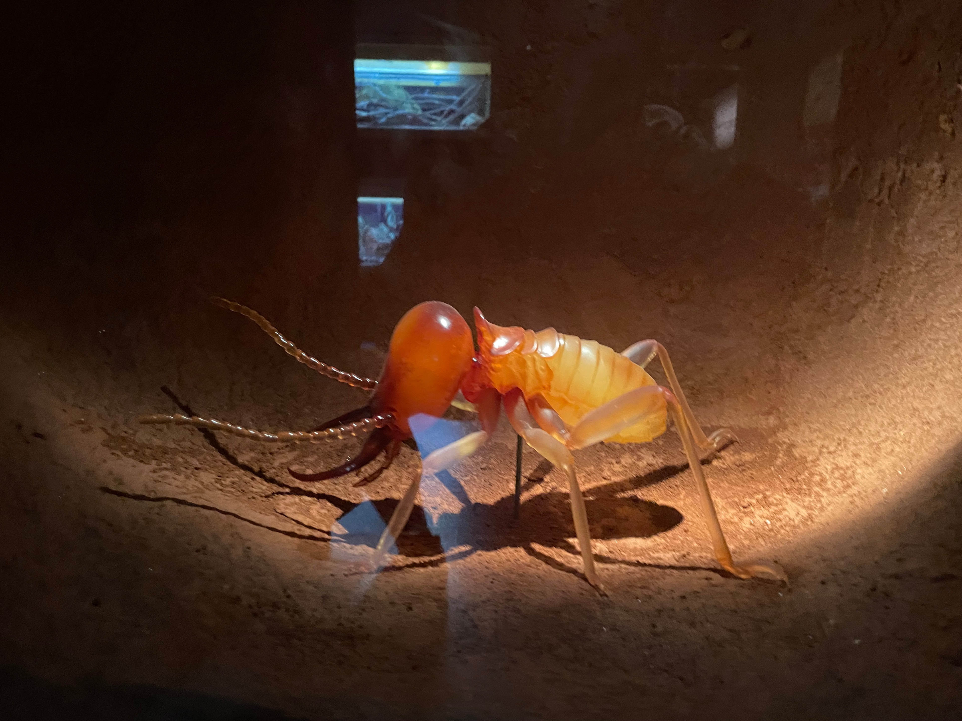 Photo of the termite model print in the WAMuseum exhibit
