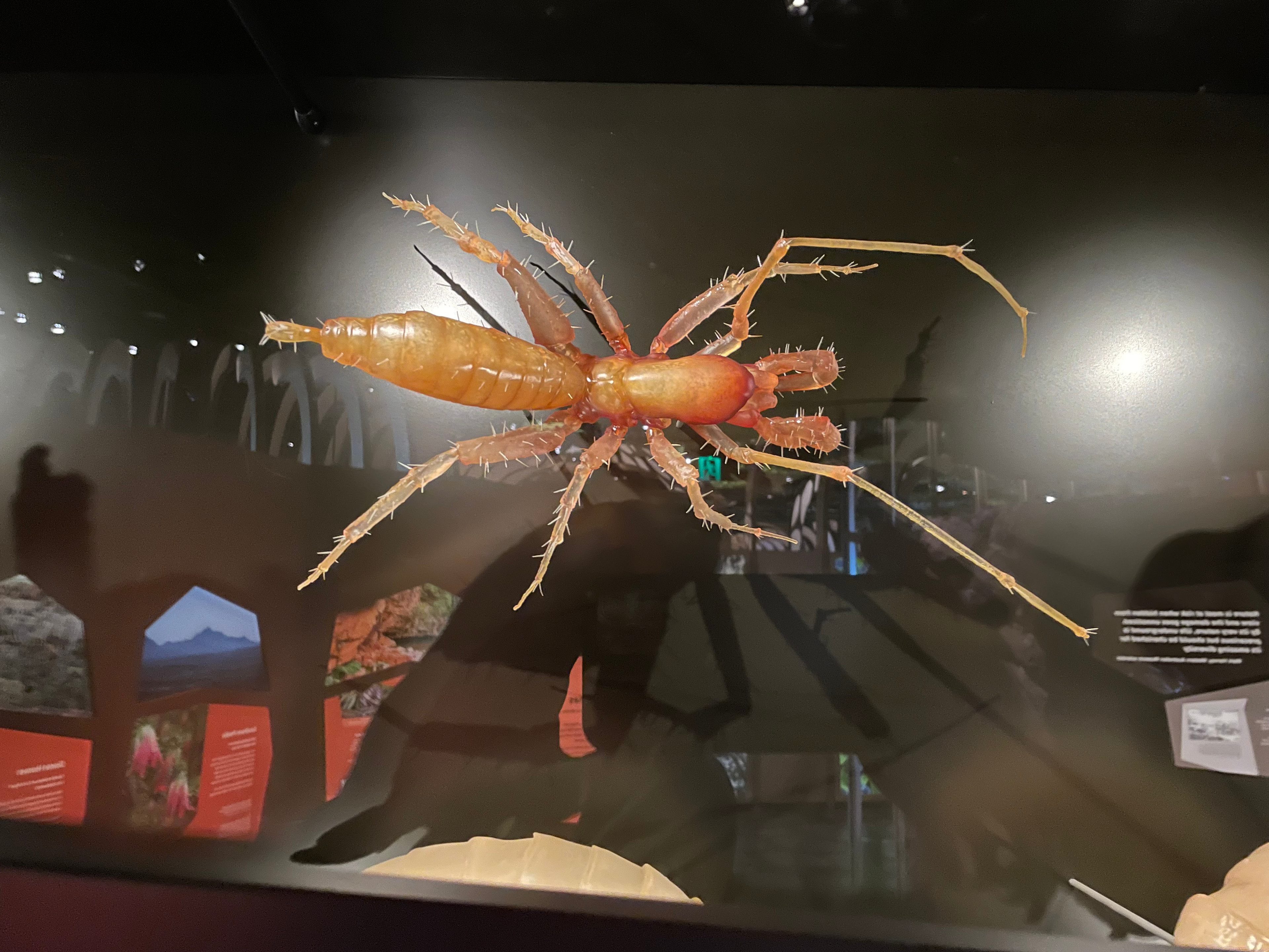 Photo of the 3D printed model on display at WAMuseum in Australia