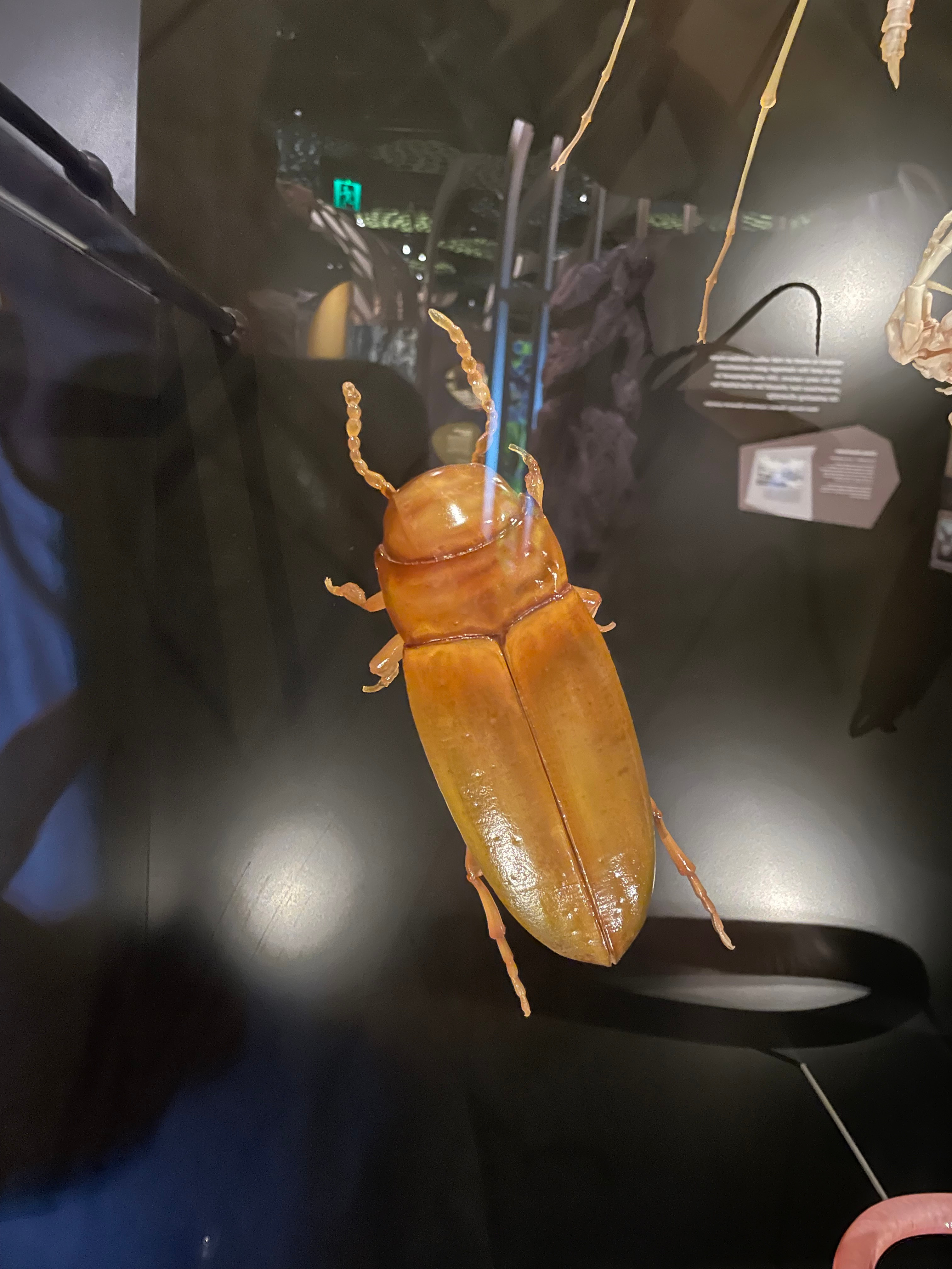 Photo of the 3D Printed model on display at the WAMuseum in Australis