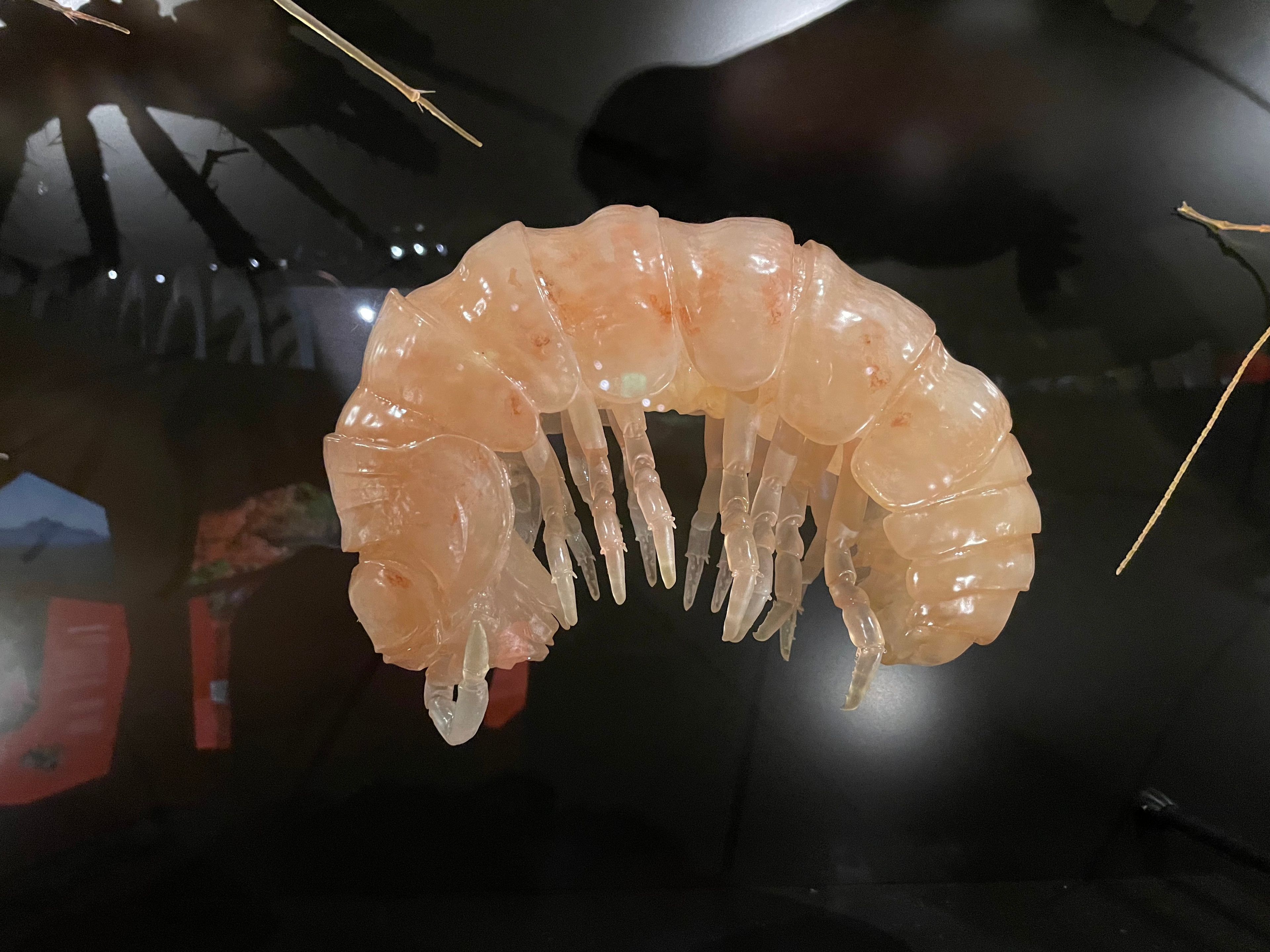 Photo of the final 3D Printed model on display at the WAMUseum in Australia
