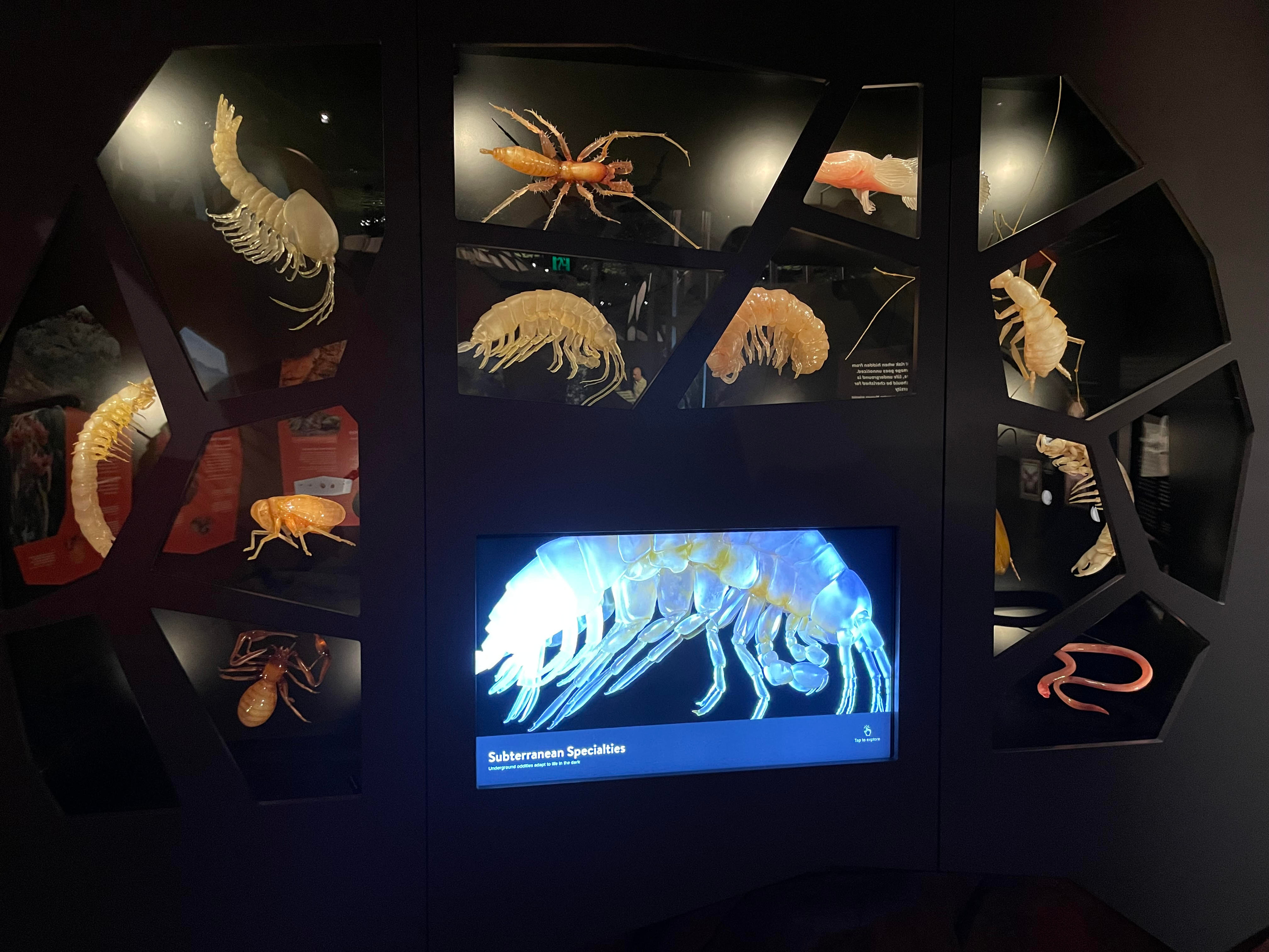 Photo of the full display at the WAmuseum in Australia