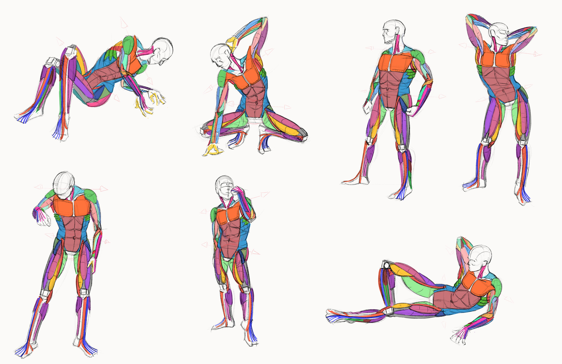 ArtStation - Figure anatomy and muscle study