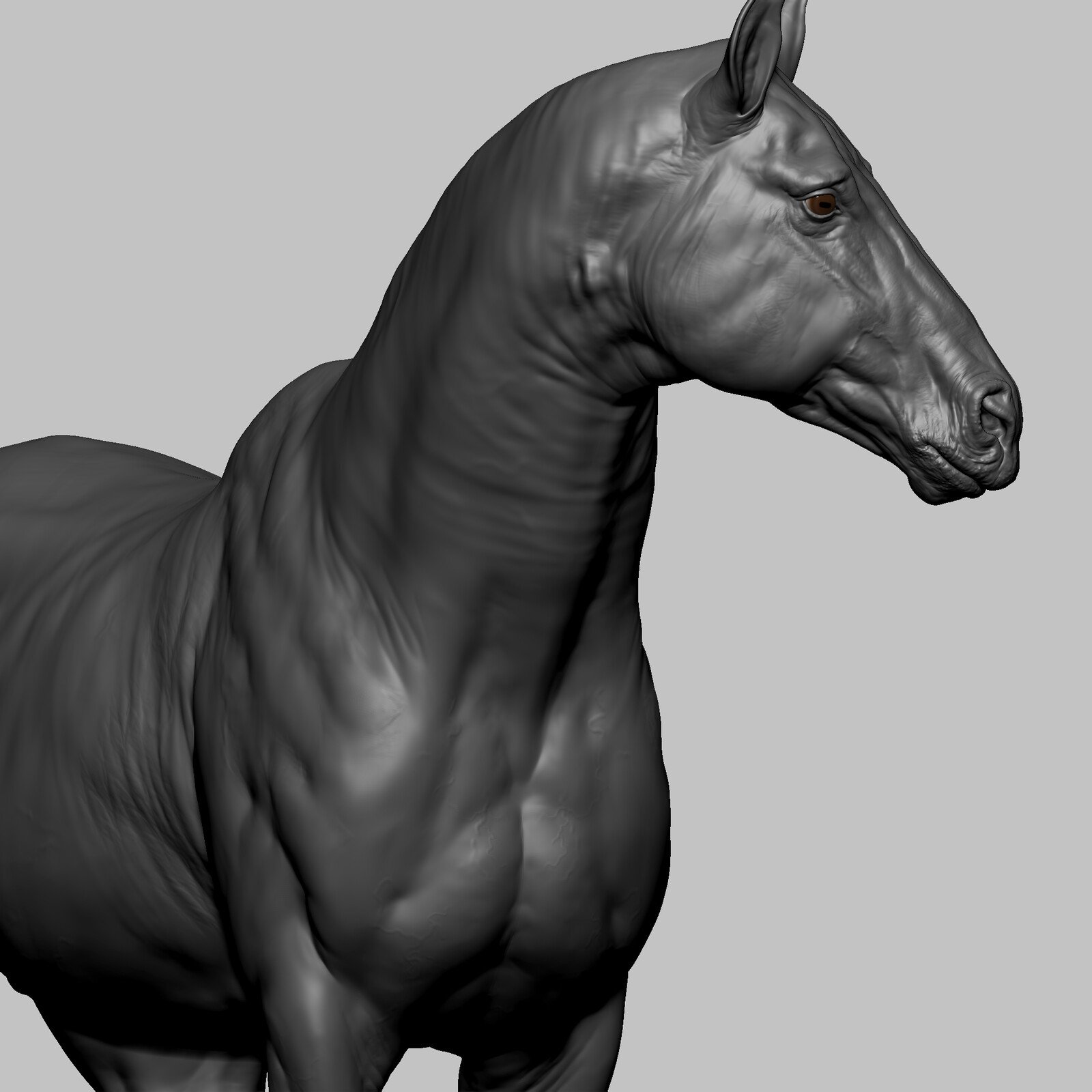 Atharva Sharma Stallion