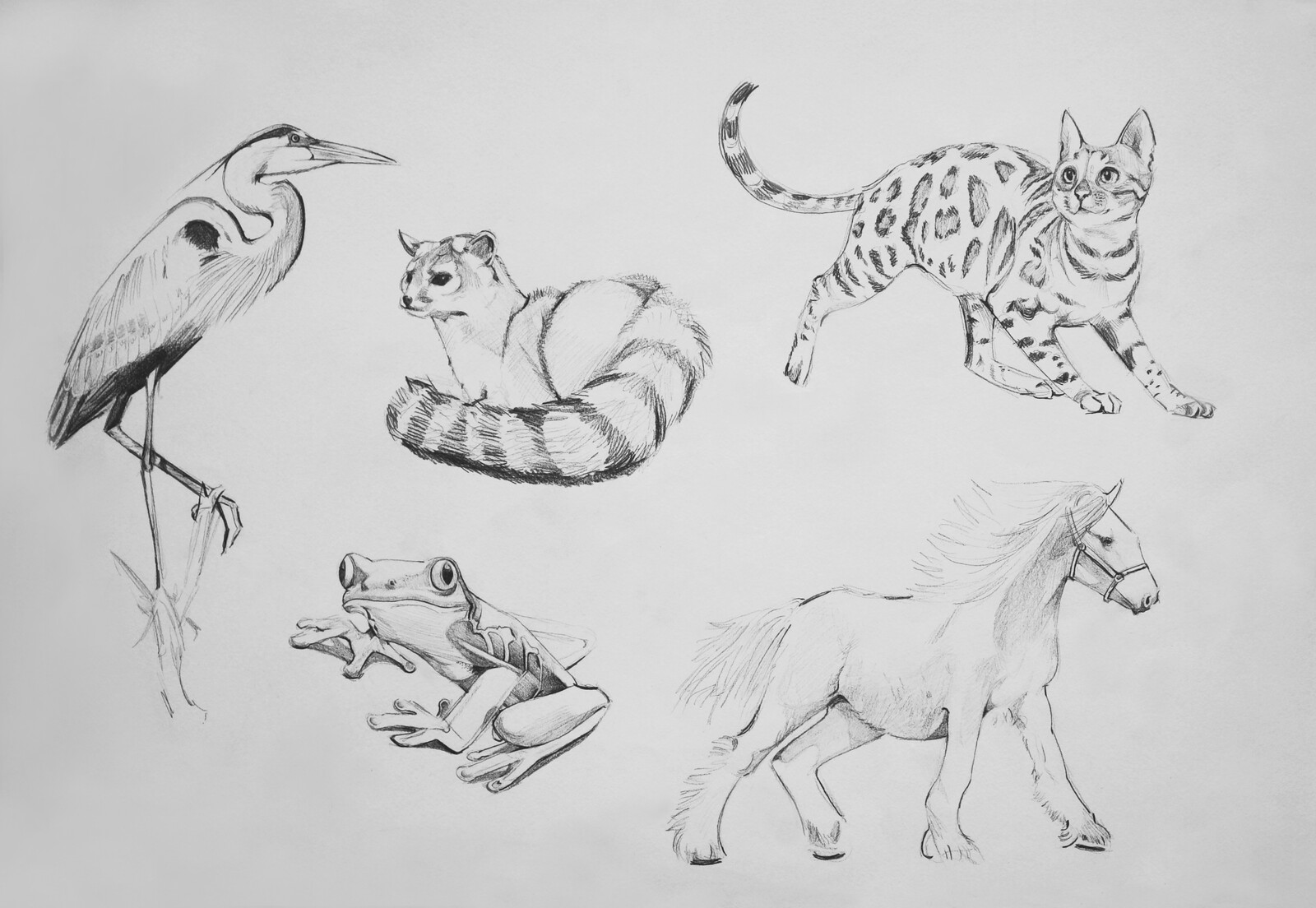 Berfin AKAR / Figure Drawing for Animation