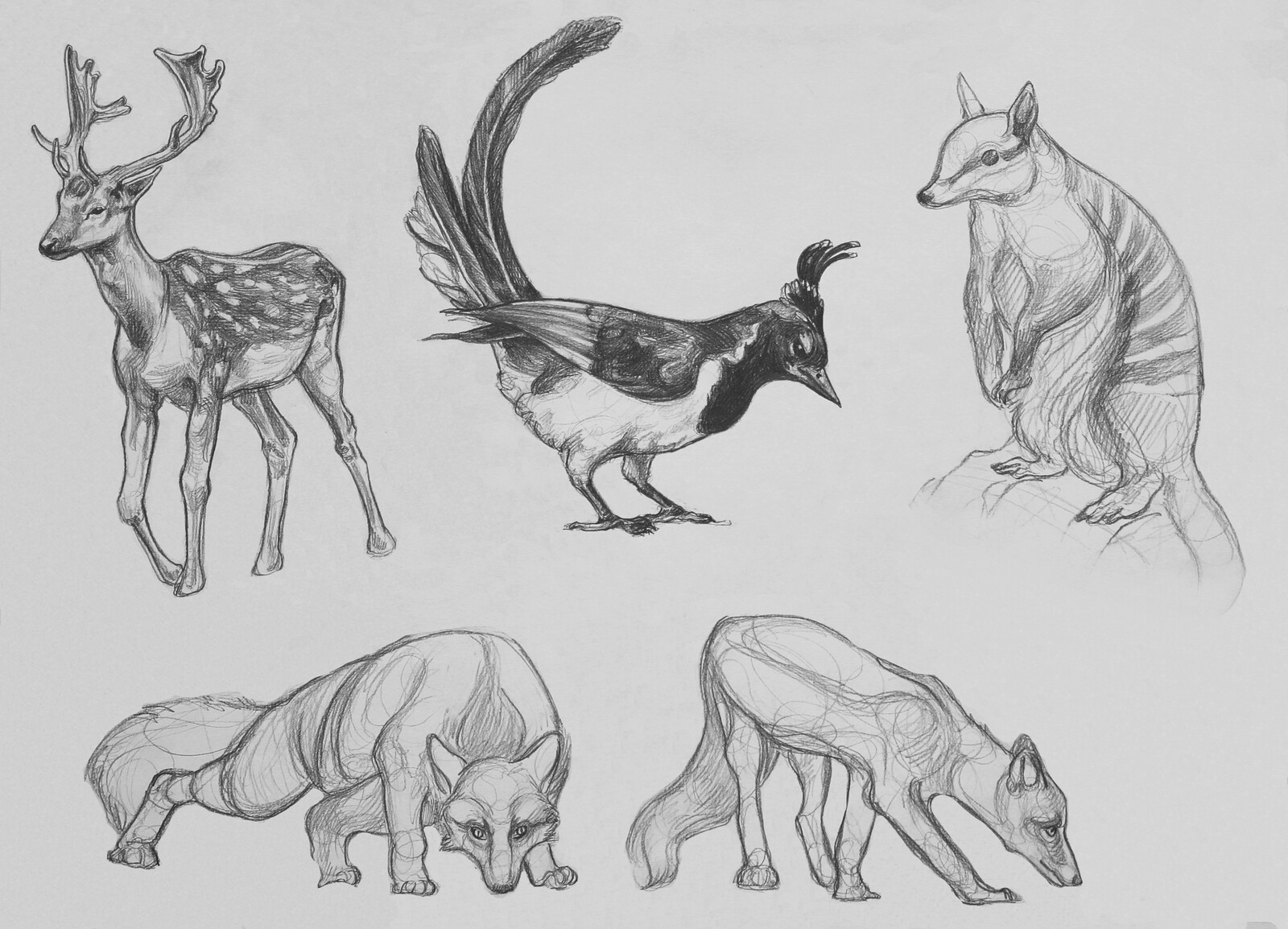 Ceyda KIZILCA / Figure Drawing for Animation