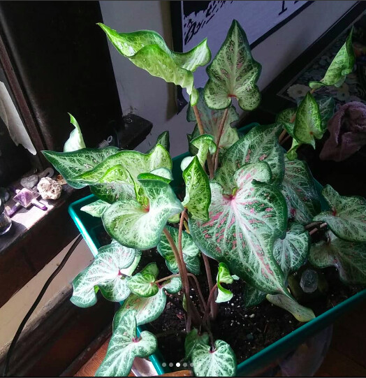 My own Caladium that I used as reference. 