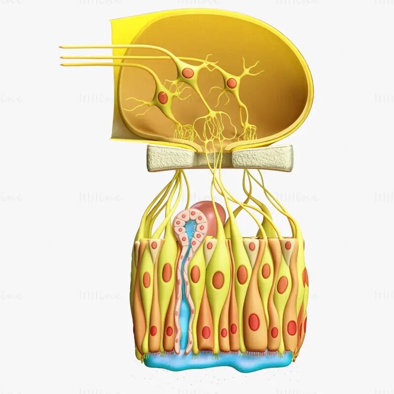 ArtStation Olfactory Epithelium Microscopic Anatomy 3D Model