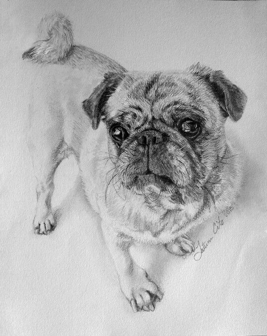 Charlie the Pug