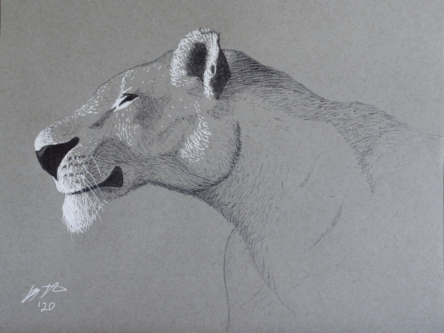 Lioness on Toned Paper