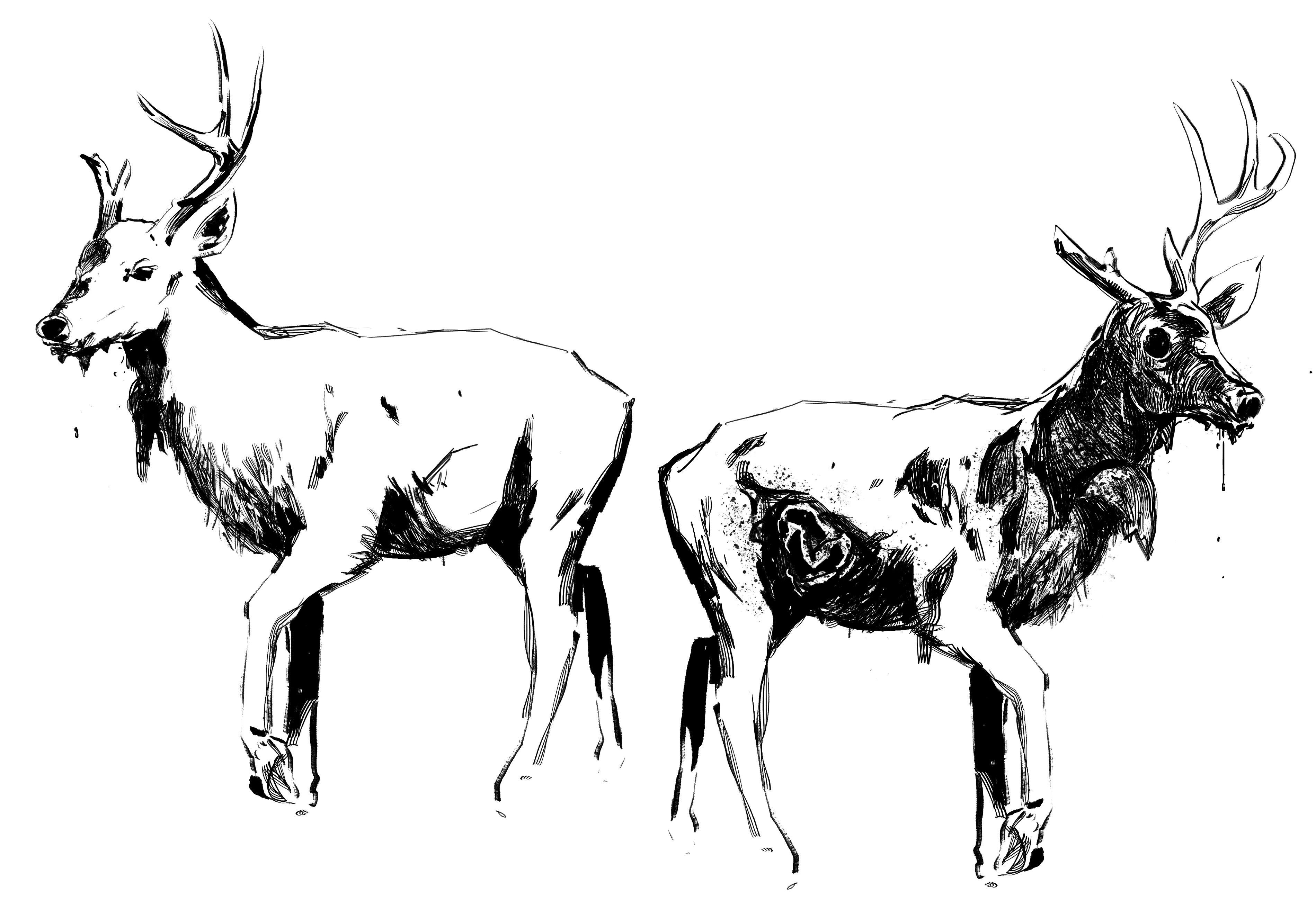 Another quick version of the same deer. 
