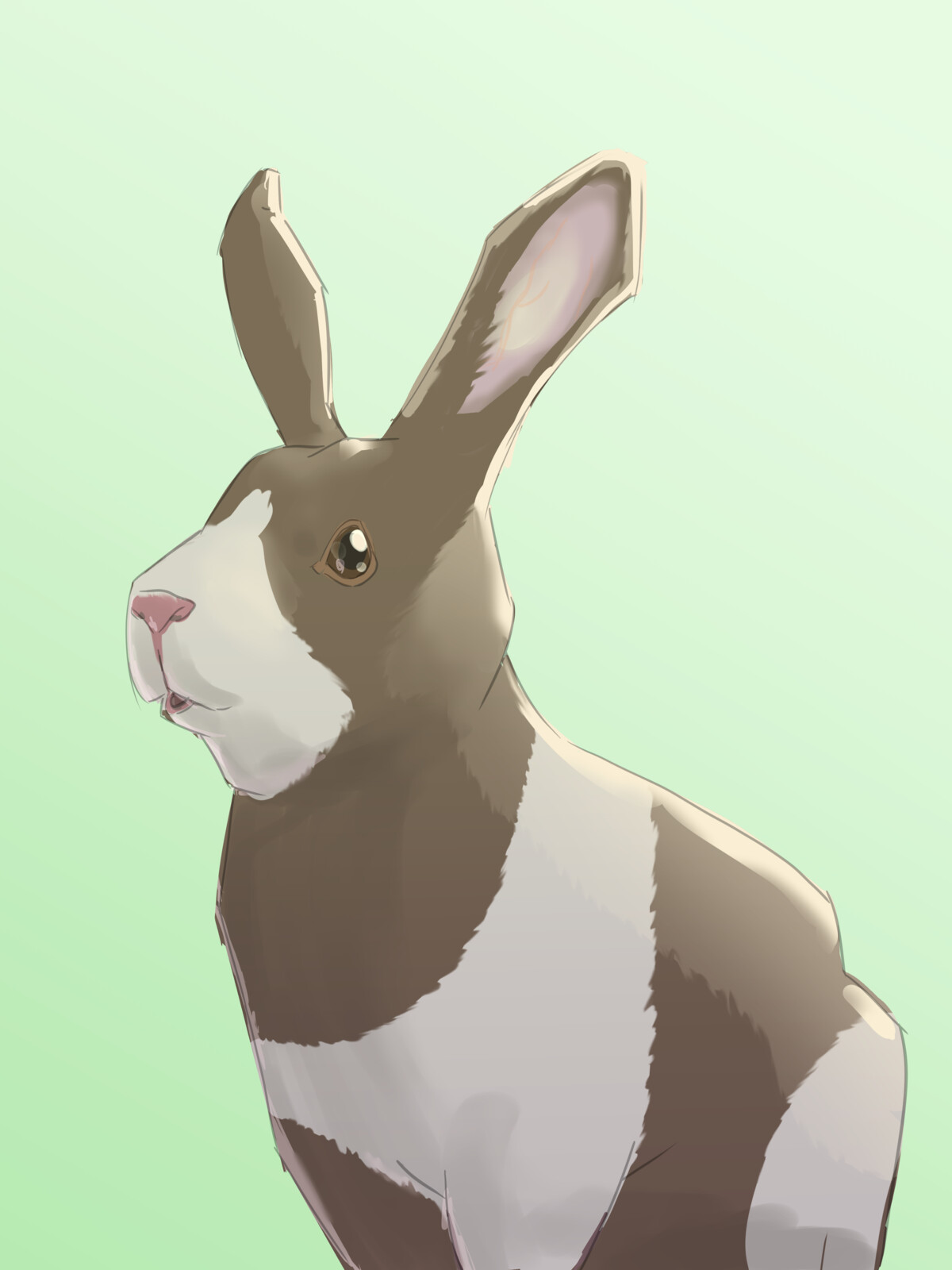 Rabbit Study