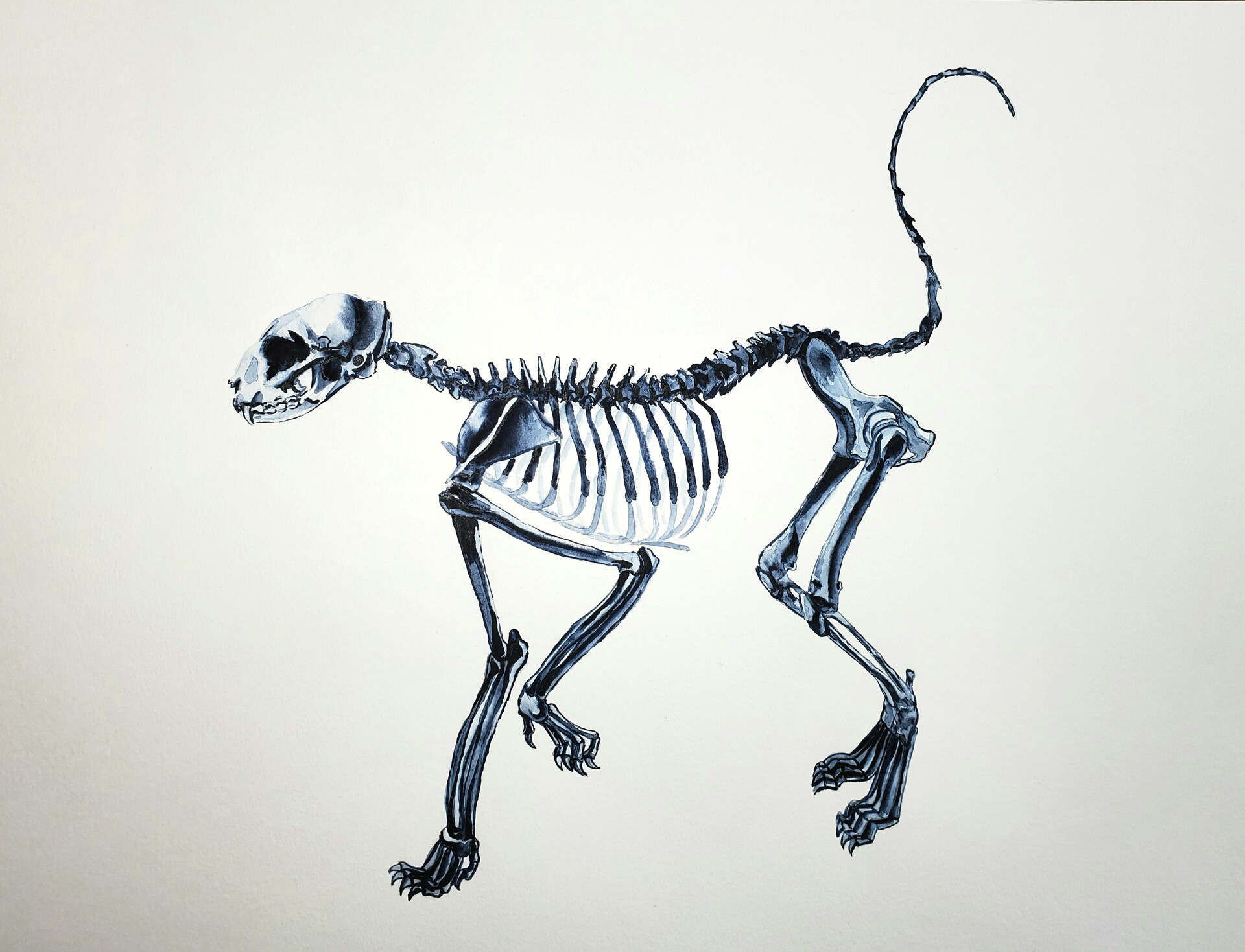 Cat Skeleton Watercolor