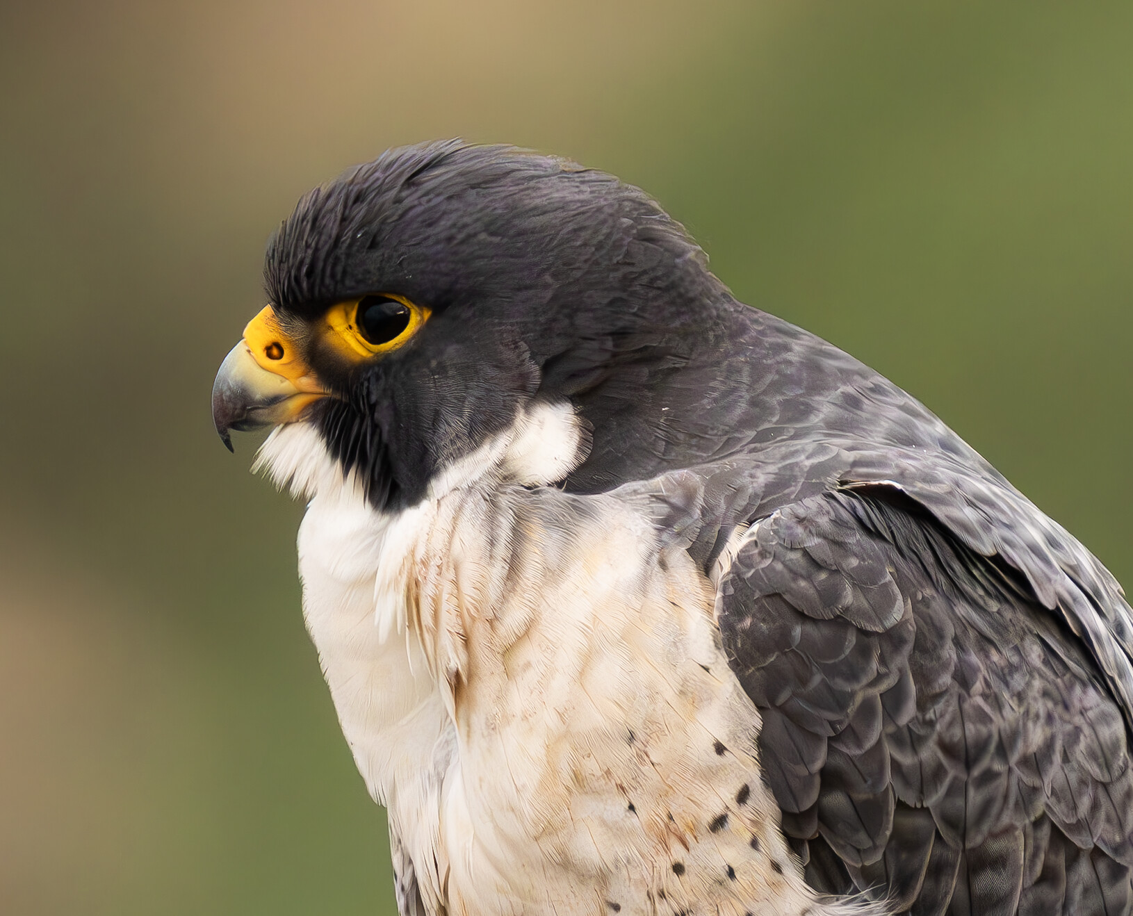 Peregrine Falcon