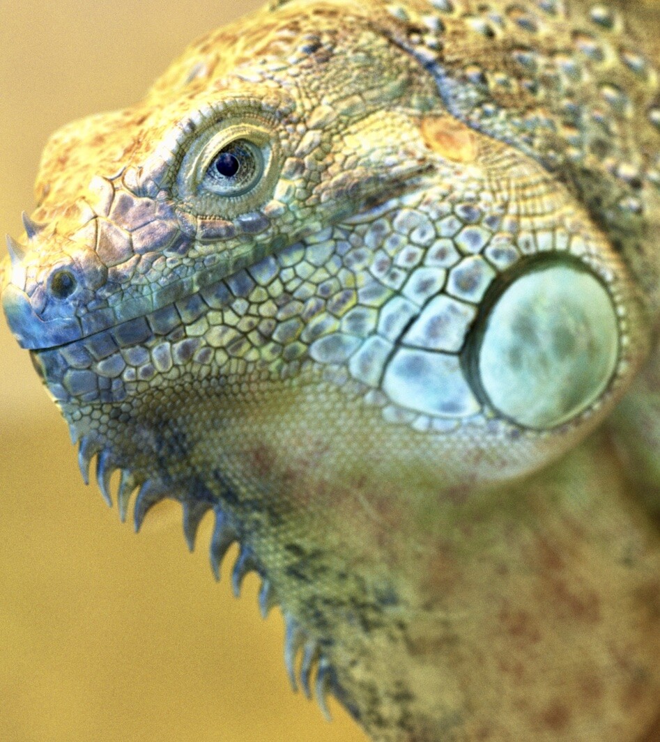 Iguana