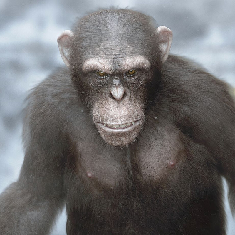 Chimpanzee - Rigged and animated 