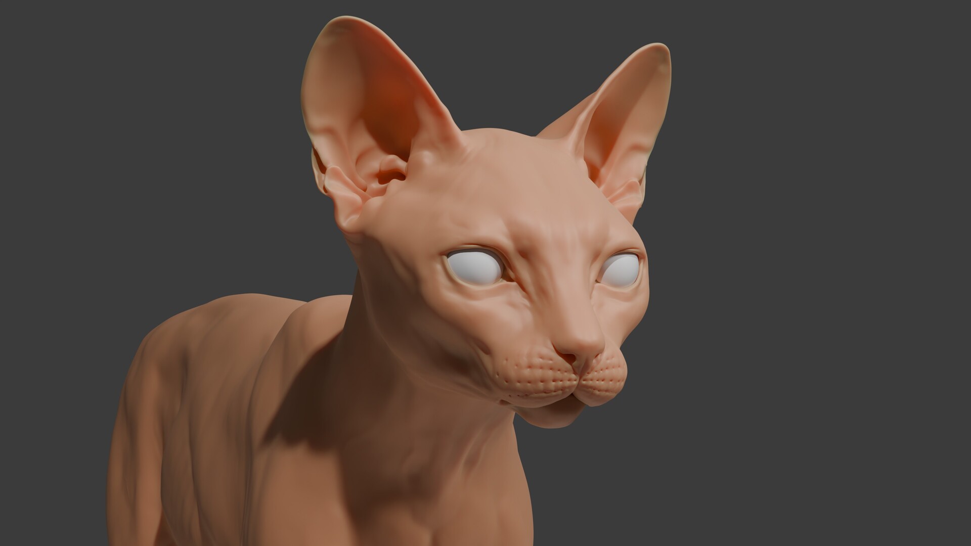 ArtStation - Cat anatomy
