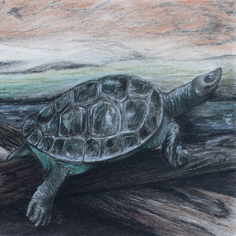 Turtle on a Log - Pastels and Charcoal Drawing