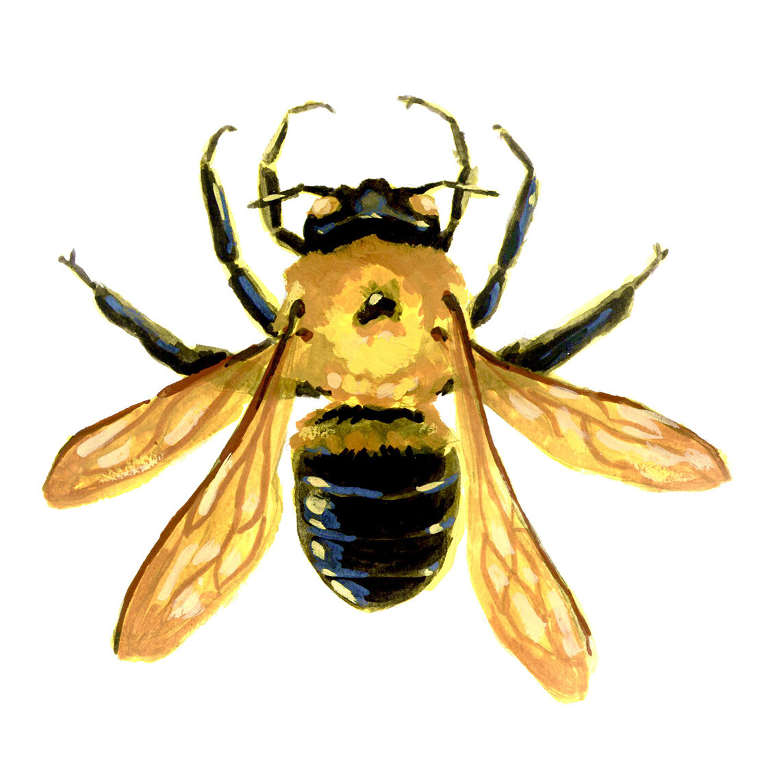 Xylocopa virginica