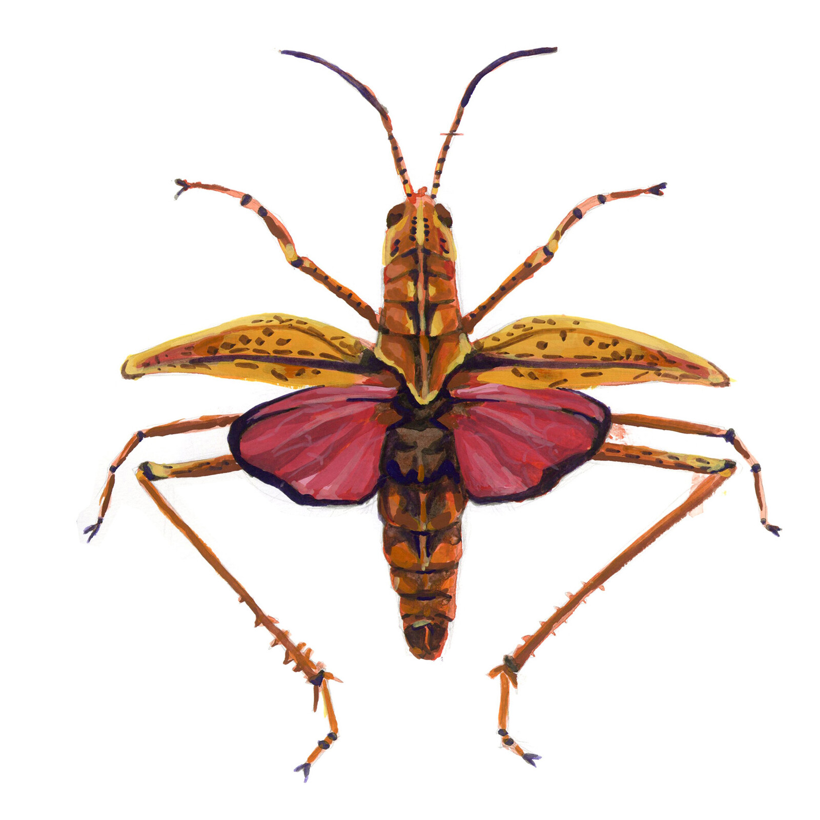 Romalea microptera