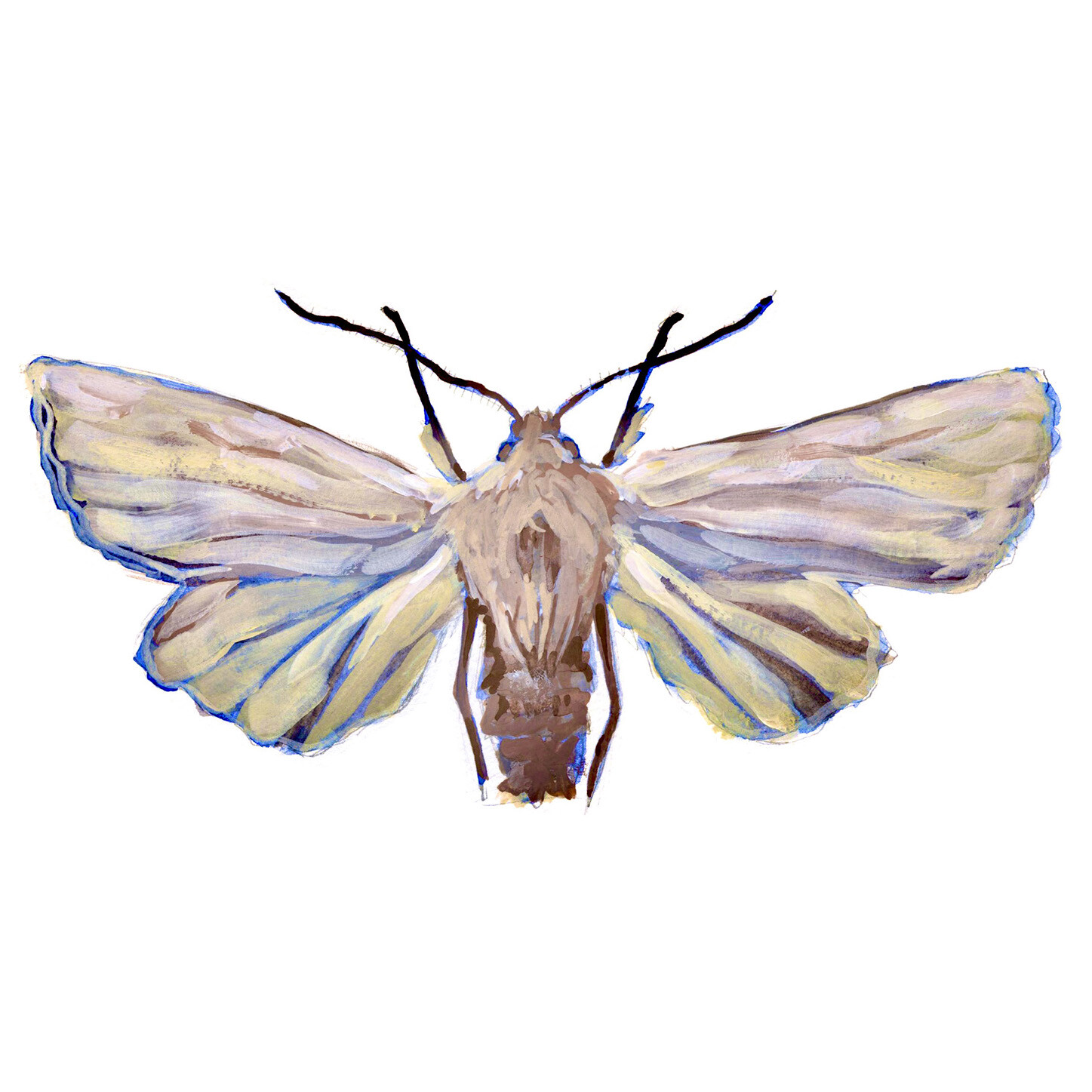 Orthosia cerasi
