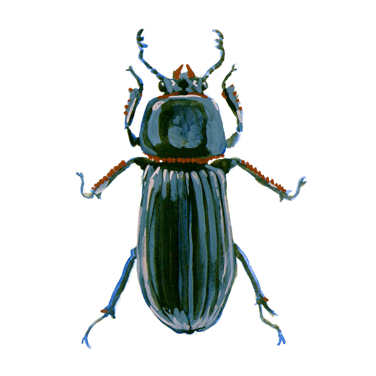 Odontotaenius disjunctus