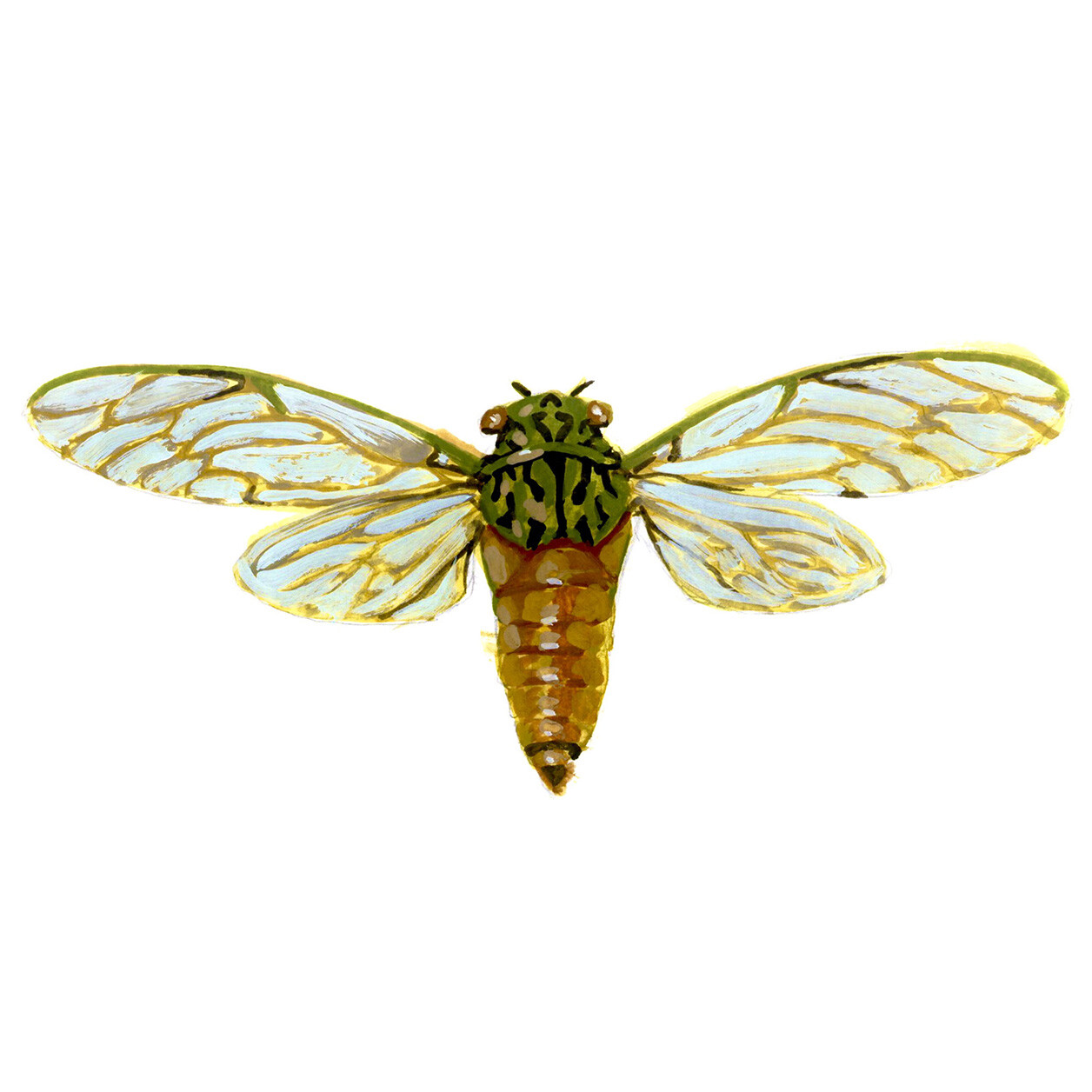 Neocicada hieroglyphica