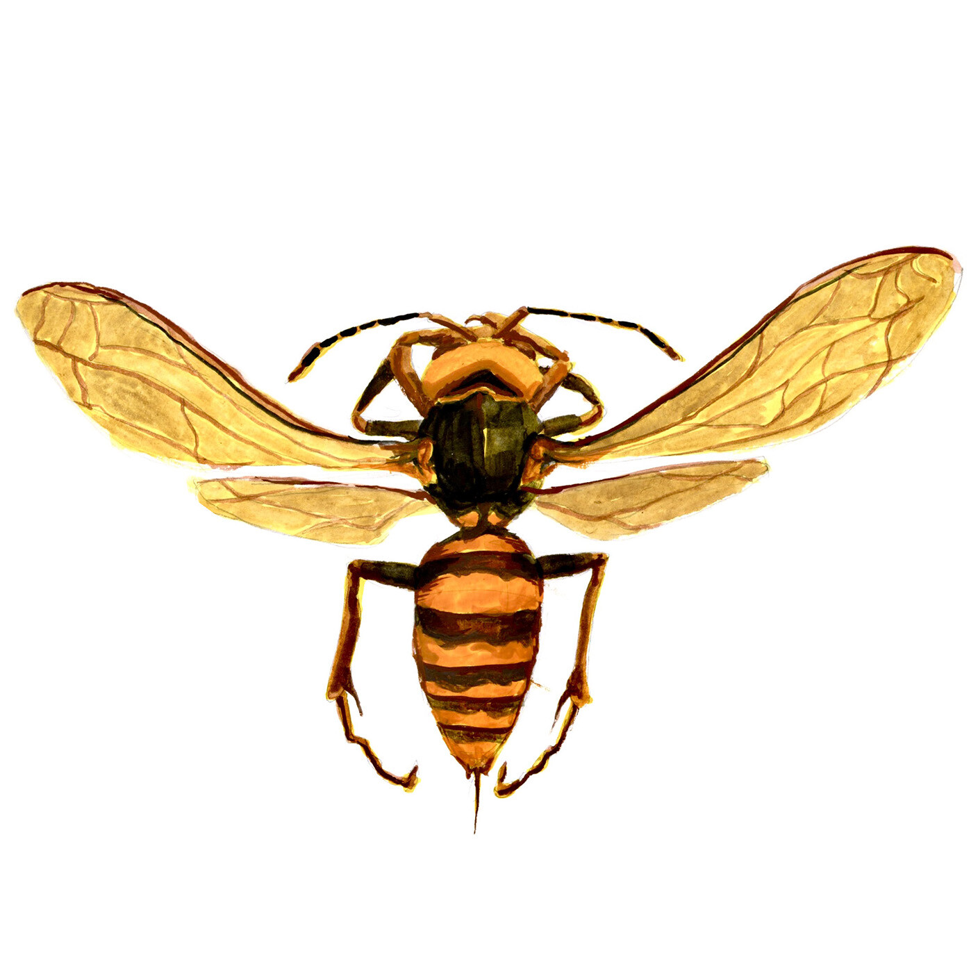 Vespa mandarinia