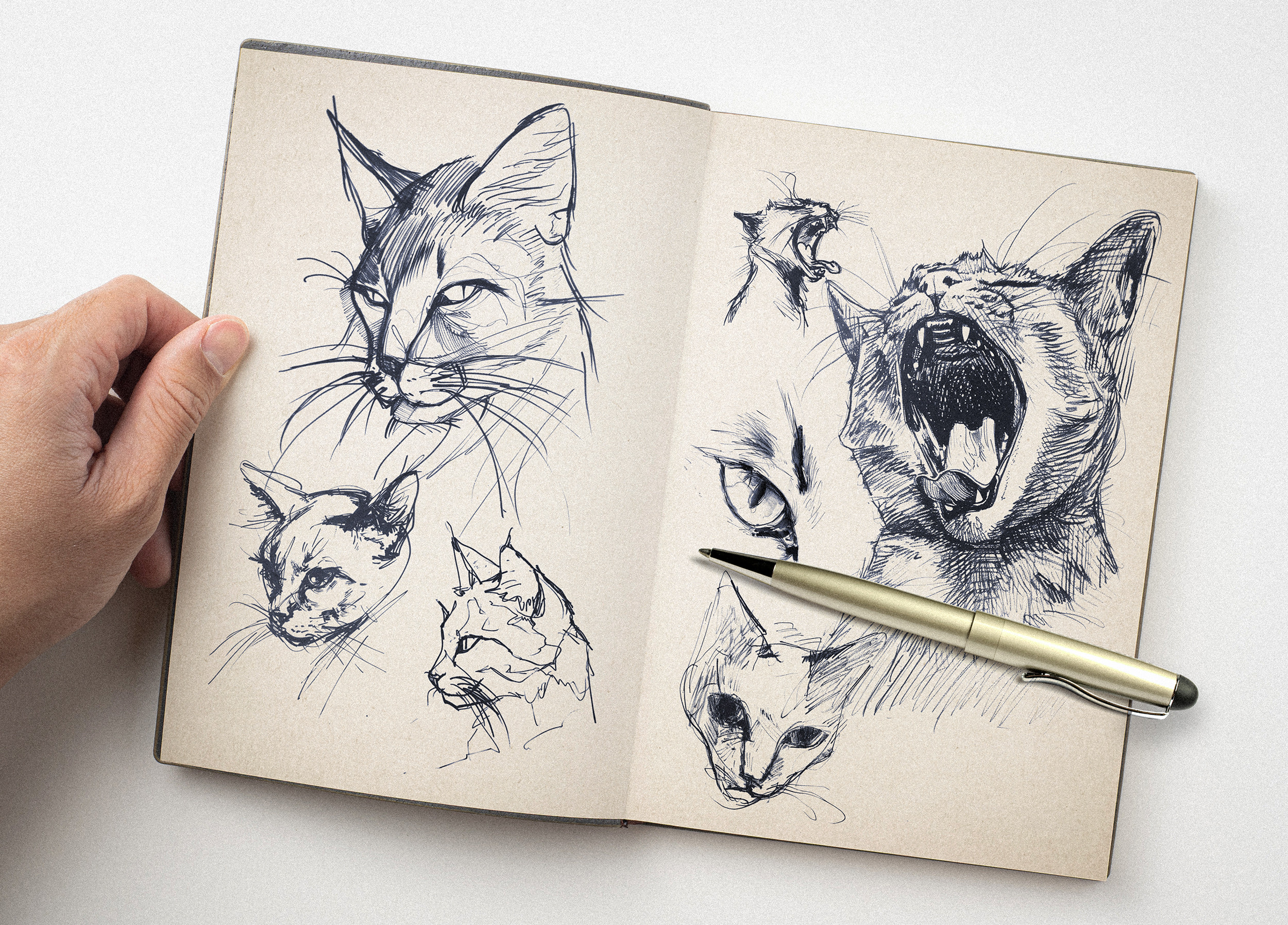 Cats, my best friends.