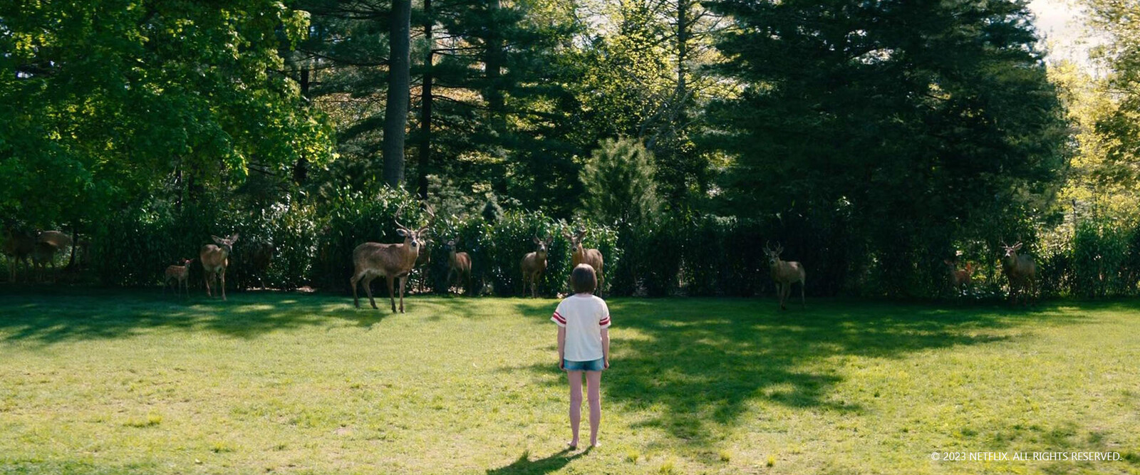 Creation and setup of various deers , modelling and texturing of backyard