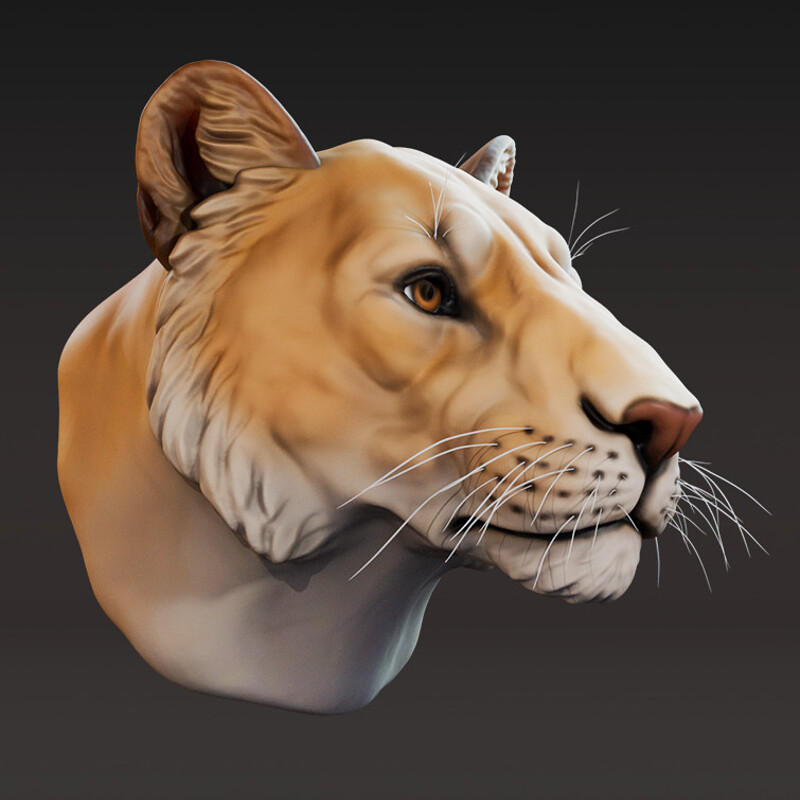 Lioness Study